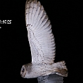 a1 The first bird we saw. Barn Owl as the legs do not go beyond the tail.